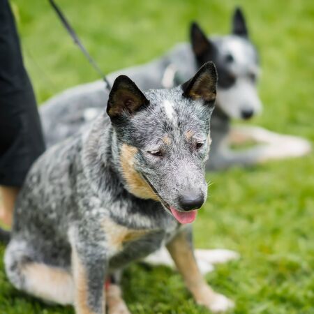 Cute unusual calm dog half-breed dog in the grass at summer park, selective focus.