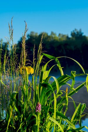 Beautiful early bright morning with blue sky and water, golden flowers of iris and green grass. Concept of seasons, ecology, beauty of nature, natural backgroundの写真素材