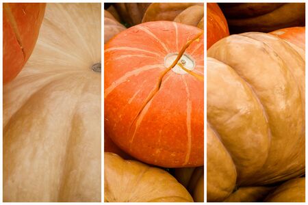 Collage of Pumpkin close-up. Thanksgiving Day, Halloween festive decoration and concept. Autumn, fall backgroundの写真素材