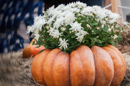 Flowers in large ribbed pumpkin. Thanksgiving Day and Halloween festive decoration and concept. Autumn, fall backgroundの写真素材