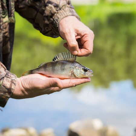 Close-up of Bright perch with a torn off hook on the line in palms fisherman. Concept fortune,...