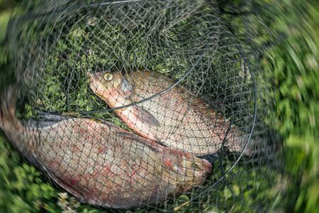Two bream in a fishing net close-up, successful fishing. Natural Yin and Yang. Symbol of unity and...