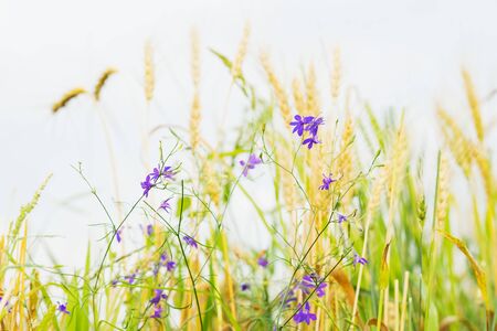 Golden field of ripe cereals and wild cute weeds in a field on a farm on a sunny summer day, along with cereal ears. Rural backgroundの写真素材