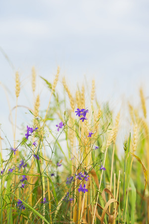 Agriculture. Wild cute weeds in a field on a farm on a sunny summer day, along with cereal ears. Rural verticcal backgroundの写真素材