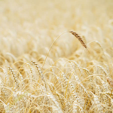 Golden field of ripe cereals. One high tall ripe full-grain cereal close-up on a hot summer afternoon against a yellow rye field. Ruralの写真素材