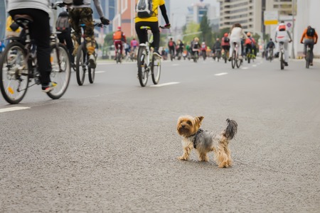 Funny little dog watching on Mass bicycle ride in city, marathon. Sport, fitness and healthy lifestyle concept. Abstract blurred sport background, place for your textの写真素材