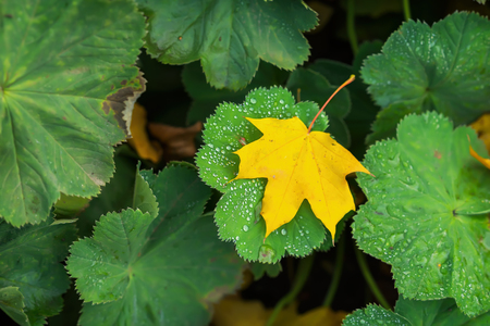 Close-up from one first yellow fallen autumn leaf in green grass with shiny morning drops. Autumn...