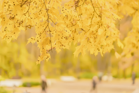 Maple tree leaf diseases. Rhytisma acerinum. Tar spot of maple. Black Spots on Maple Tree Leaves, city parkの写真素材