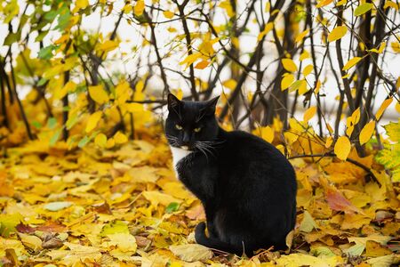Cute black cat looks at us in park on fallen bright foliage. Warm autumn sunny day. With place for your text, for background useの写真素材