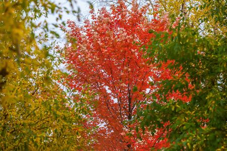 Scenic, beautiful vivid colorful autumn Branches trees of three bright colors, red, yellow, green on background of sky. Natural traffic light. Seasonsの写真素材