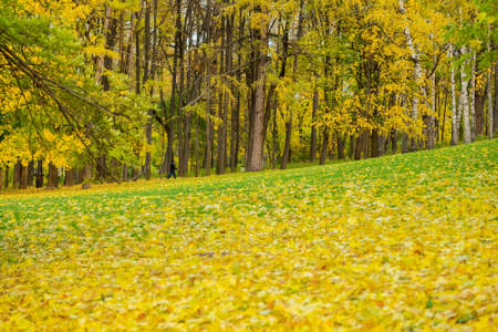 Autumn landscape in city park. Warm October sunny day, many fallen foliage. Seasons. Natural background in golden colorの写真素材