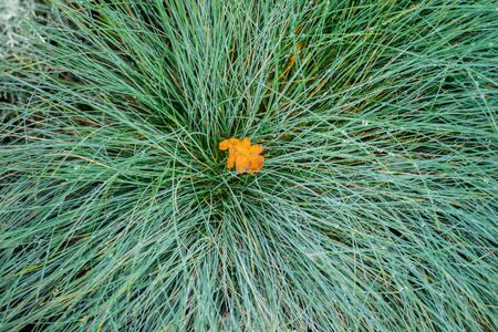 Close-up from one first yellow fallen autumn leaf in green grassの写真素材