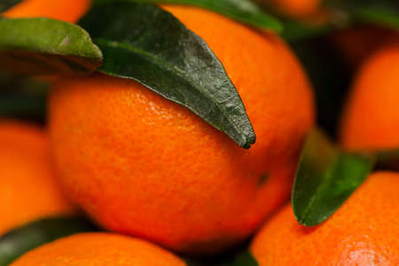 Tangerine, Mandarin with green leaves close-up, organic tropical fruit on black background. Concept...
