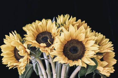 Bouquet of bright sunflowers against black background in vintage styleの写真素材