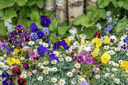 Colorful brightly and vivid blooming summer or spring flowers on lawn or meadow, rustic style. Beautiful seasonal floral background for different topicsの写真素材