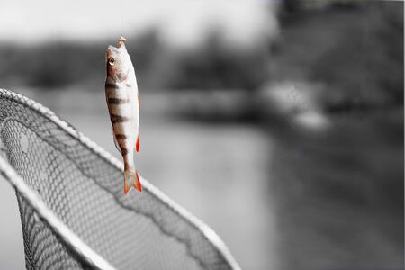 Trophy fishing. Small goldfish on fishing line on black and white background. Concept luck, fortune, case, finance, investment, success, active rest, hobbies, irony, countryside relaksの写真素材