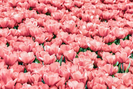 Picturesque gentle light pink blooming tulips. For all the bright moments of life, Romantic Love conceptの写真素材