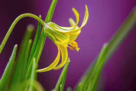 First flower of spring. Gagea lutea. Small yellow primrose macro. Natural violet shades of backgroundの写真素材