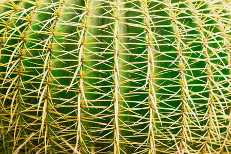 Tropical natural green cactus texture. Abstract natural pattern texture, exotic spiny background