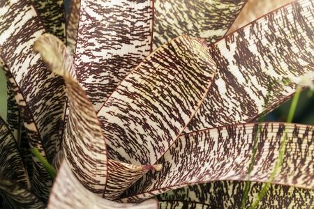 Rosette of variegated yucca. Tropical decorativ plant foliage, Macro photo of leaf, natural pattern,...