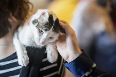 Sweet tender homeless cat on the hands of volunteer, waiting for home, for someone to adopt him. Hand of young man caresses himの写真素材