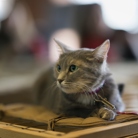 Afraid homeless alone cat with frightened look, lying on cage in shelter waiting for home, for someone to adopt him. Concept of humanity, kindness and friendshipの写真素材