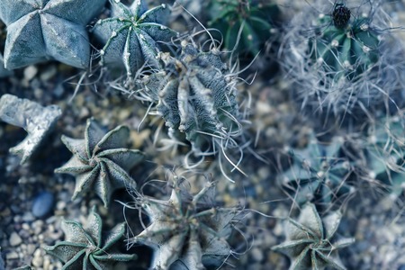 Assortment of varied succulent plants, cactuses. Modern fashionable pattern texture, exotic spiny backgroundの写真素材