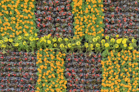 Young flowering seedlings with colorful flowers in pots for flowerbeds of the city, natural floral patterns. Concept of spring, cultivation, growingの写真素材