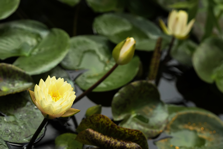 Flower of yellow lotus blossoms, water plant in pond, natural color, exotic botanical background. Tropical ,botanical nature concepts and ideas.の写真素材