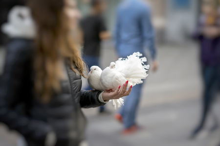 Two decorative white doves in hands of girl, symbol of peace. Pair of graceful doves with magnificent plumage. Peacock breedの写真素材