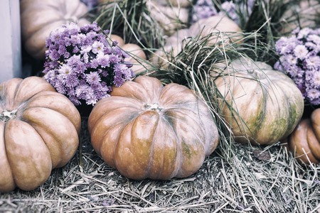 Rustic vintage background with organic pumpkins on dry straw and autumn flowers. Harvest concept....
