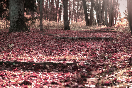 Leaves fallen on the steps of the destroyed staircase. Autumn in the old park. Walking, mood, nostalgia conceptの写真素材