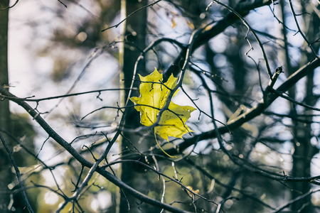 Last autumn maple leaf on empty branches of a tree against a cold blue sky. Seasons, nostalgic mood conceptの写真素材