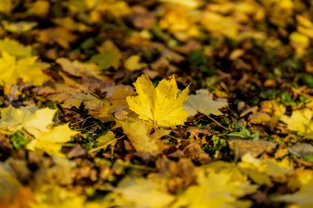 One fallen autumn maple leaf on the background of the earth covered with a variety of other leaves. Seasons, nostalgic moodの写真素材