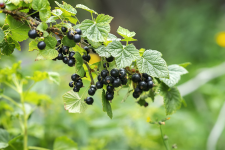 Branch with ripe berries of black currant. Natural summer backgroundの写真素材