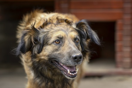 Portrait of serious pretty adult dog next to his wooden house for dogs