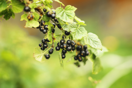 Branch with ripe berries of black currant, sunny day. Natural summer green backgroundの写真素材