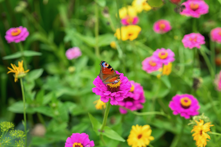 Wild bright flowers and Peacock butterfly, meadow in summer, sunny day. Picturesque colorful backgroundの写真素材