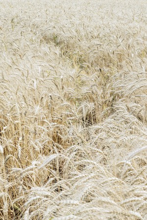 Wheat field, ripe barley, rye field with a trail, sunny day, natural background, selective focusの写真素材