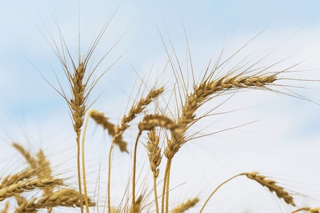 High ripe full-grain cereal close-up in sunny day against blue sky with clouds. Selective focus,...