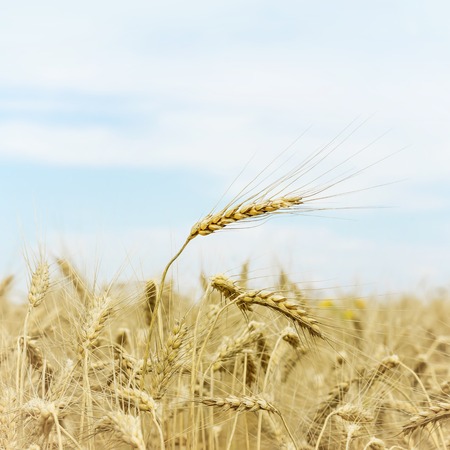 Ripe cereal ears in field on farm, sunny hot summer day, blue sky. Agriculture. Rural backgroundの写真素材