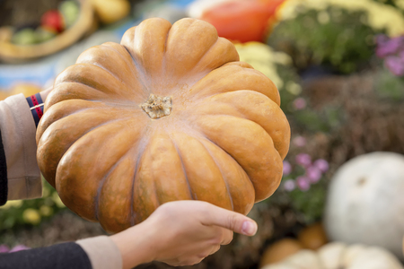 Large ripe pumpkin, lit by autumn sun in hands of girl . Symbol of holidays, especially on Thanksgiving Dayの写真素材