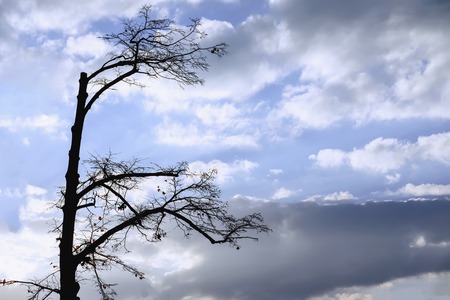 Contrast silhouette of an autumn tree without leaves and broken branches against the backdrop of a gloomy cloudy dark blue sky with cloudsの写真素材