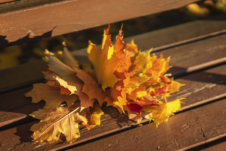Bouquet of yellow fallen maple leaves close-up lying on a wooden bench on a sunny day.の写真素材