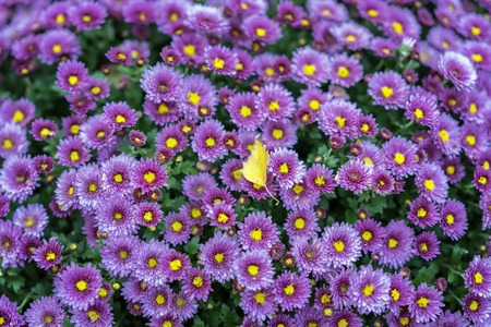 Bright purple flowers of chrysanthemum on a street flowerbed a sunny day and the first fallen leaf of a tree, the change of seasons. Autumn season. Natural scenic backgroundの写真素材