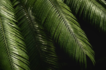 Natural green tropical bright green background of natural palm tree branches, foliage, fresh exotic botanical pattern, jungle textureの写真素材