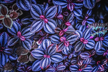 Tropical leaf close-up toned in fashionable, trendy violet color. Abstract natural texture of floral jungle pattern, exotic colorful backgroundの写真素材