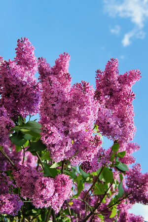 Purple lilac flowers on background of blue sky in spring sunny dayの写真素材