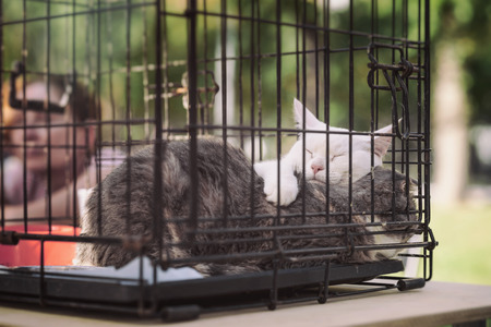 Sleeping homeless cats from shelter for animals in cage at special charity exhibition, expecting them to find kind owner. Concept of humanity, kindness, friendshipの写真素材