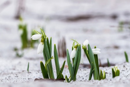 Blooming delicate wild snowdrop close-up in forest in snow. Concept of the first spring plants, seasons, weather. Spring backgroundの写真素材